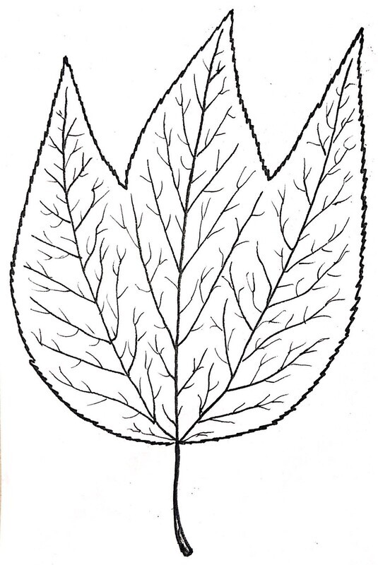 Striped Maple Illustration Black and White Pen