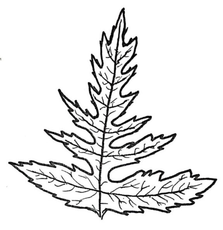 Lady Fern Illustration Black and White Pen