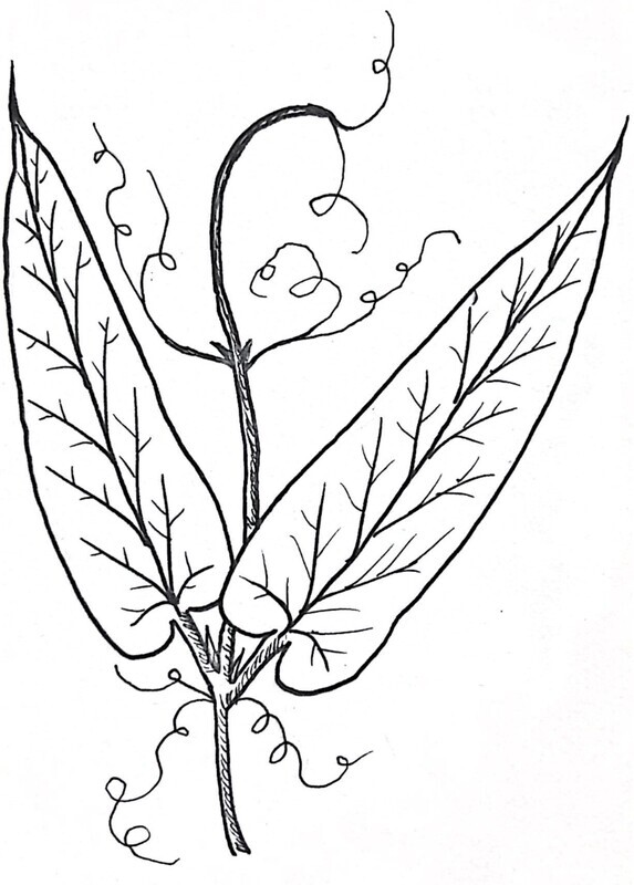 Crossvine Illustration Black and White Pen