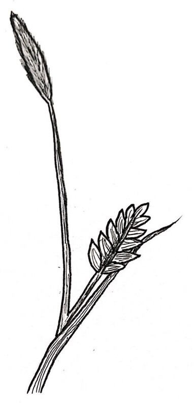 Crinkle Leaf Sedge Illustration Black and White Pen