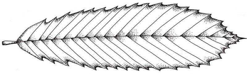 American Chestnut Illustration Black and White Pen