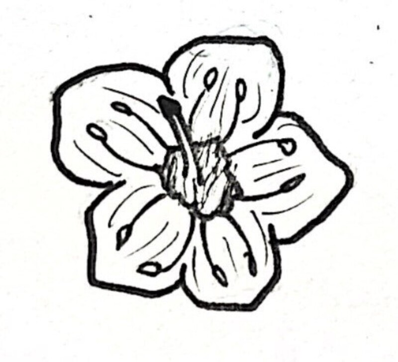 Mountain Laurel Illustration Black and White Pen