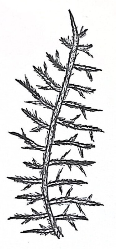 Common Feather Moss Illustration Black and White Pen