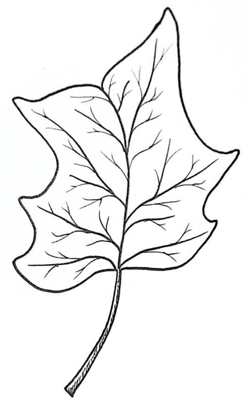 Tulip Poplar Illustration Black and White Pen