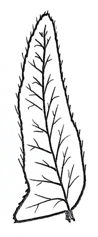 Christmas Fern Illustration Black and White Pen