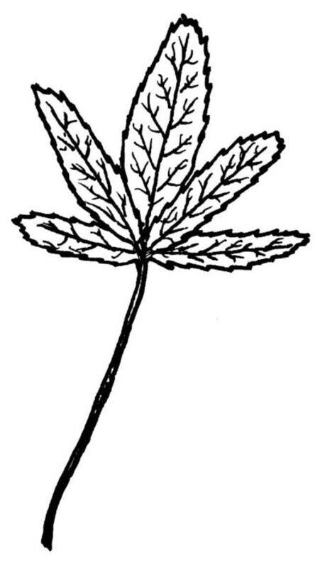 Common Cinquefoil Illustration Black and White Pen