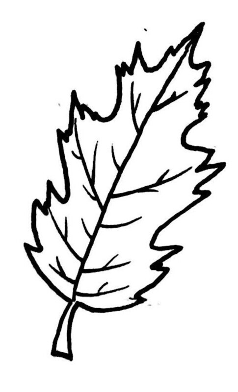 Northern Red Oak Illustration Black and White Pen