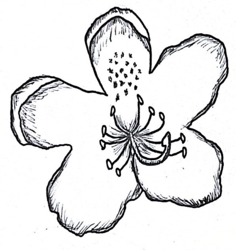 Rhododendron Illustration Black and White Pen