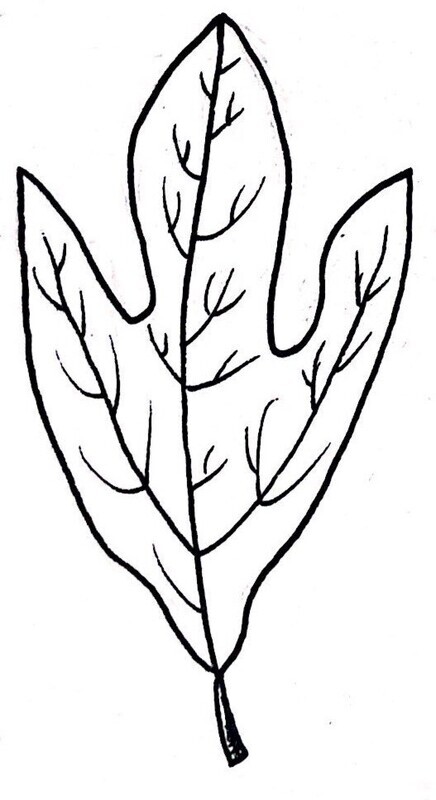 Sassafras Illustration Black and White Pen