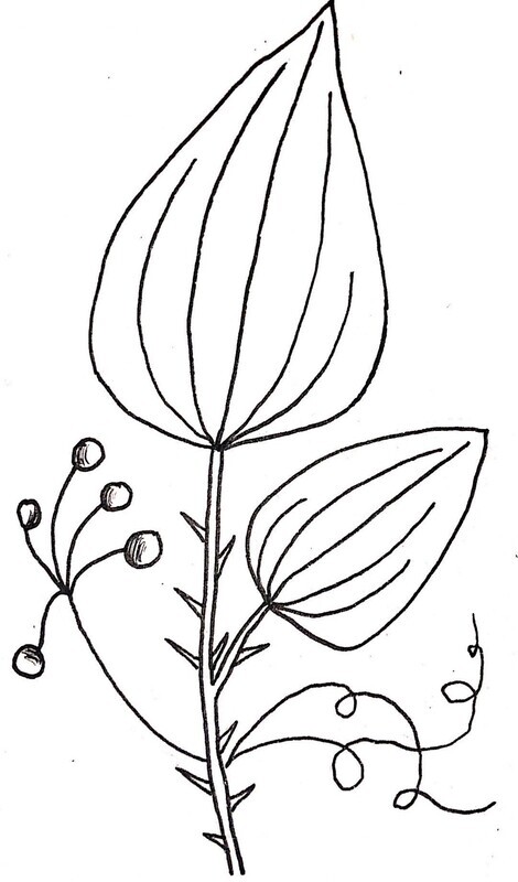 Common Greenbrier Illustration Black and White Pen