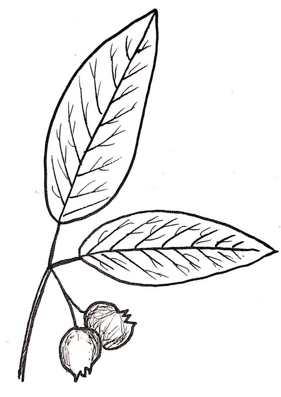 Blueberry Illustration Black and White Pen