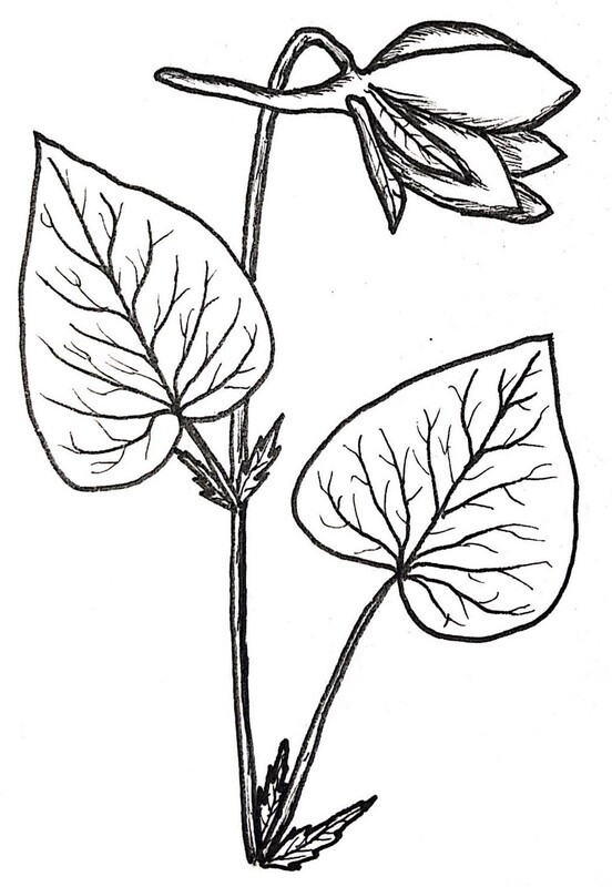 Long-Spurred Violet Illustration Black and White Pen