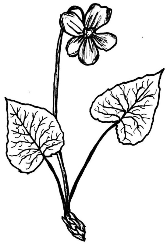 Common Blue Violet Illustration Black and White Pen