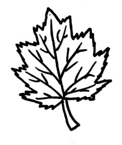 Red Maple Illustration Black and White Pen