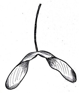 Sugar Maple Illustration Black and White Pen