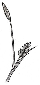 Crinkle Leaf Sedge Illustration Black and White Pen