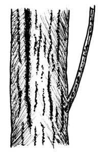 American Chestnut Blight Illustration Black and White Pen