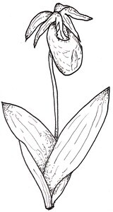 Pink Lady Slipper Illustration Black and White Pen