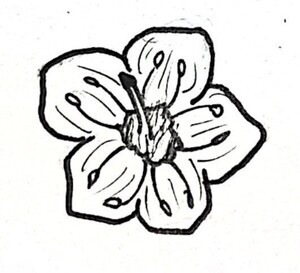 Mountain Laurel Illustration Black and White Pen