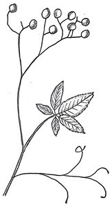 Virginia Creeper Illustration Black and White Pen