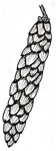 Eastern White Pine Illustration Black and White Pen