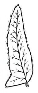 Christmas Fern Illustration Black and White Pen