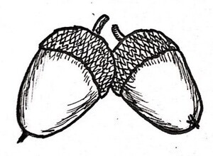 White Oak Illustration Black and White Pen