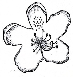 Rhododendron Illustration Black and White Pen