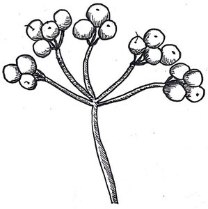 Maple-Leaf Virburnum Illustration Black and White Pen