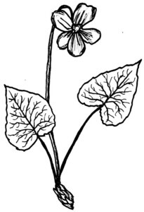 Common Blue Violet Illustration Black and White Pen