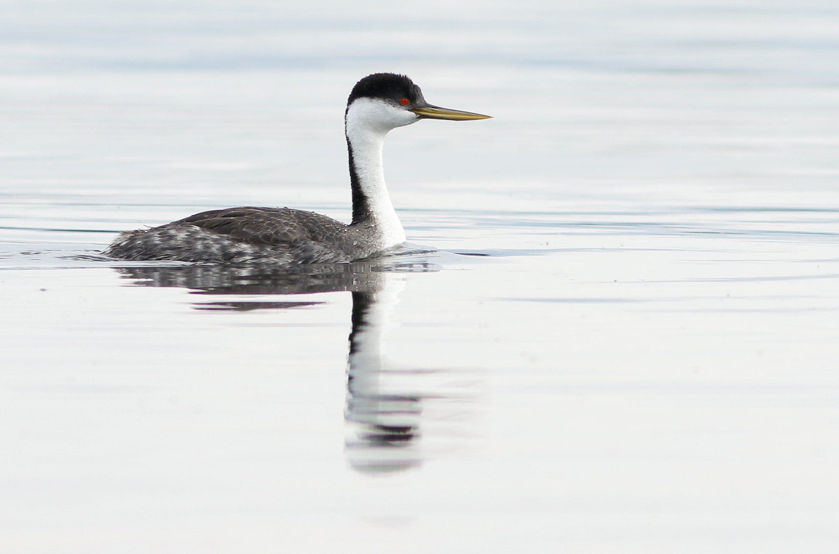 Western and Clark's Grebe Breeding Lakes of North America